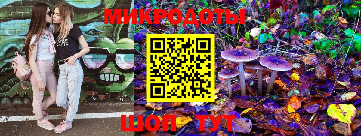 Галлюциногенные грибы Psilocybe Тимашёвск